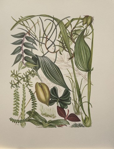 Mary Grierson - Beautiful lithograph of Orchids 1973