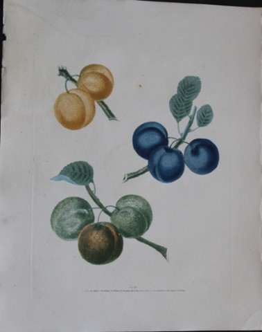 George Brookshaw - Plate XII Plum varieties from Pomona Britannica 1818