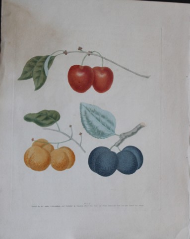 George Brookshaw - Plate X Plum varieties from Pomona Britannica 1818