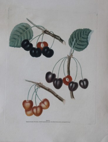 George Brookshaw - Plate VII Cherry varieties from Pomona Britannica 1818