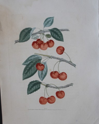 George Brookshaw - Plate IX Cherry varieties from Pomona Britannica 1818