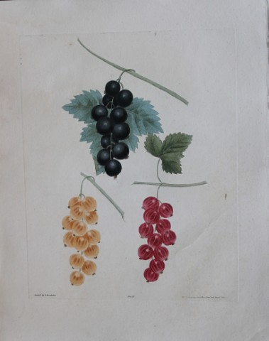 George Brookshaw - Plate III Currant varieties from Pomona Britannica 1818