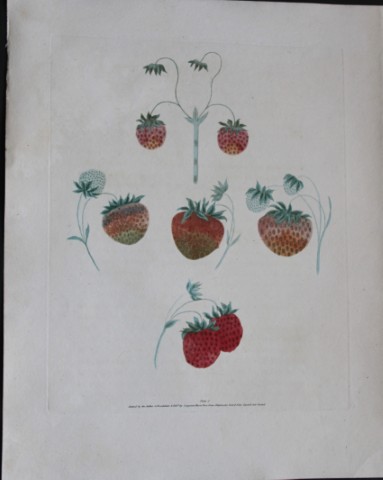 George Brookshaw - Plate I Strawberry varieties from Pomona Britannica 1818
