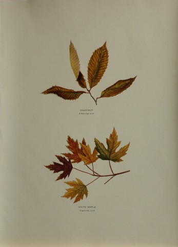 Louis Joutel - Comm Of Fisheries etc of State of New York 1898