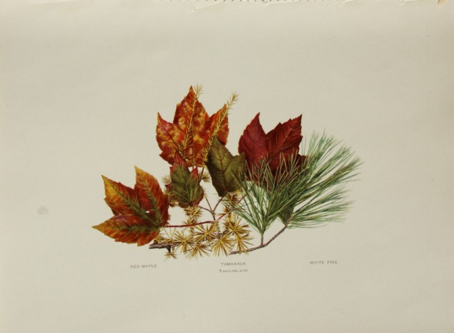 Louis Joutel - Comm Of Fisheries etc of State of New York 1898
