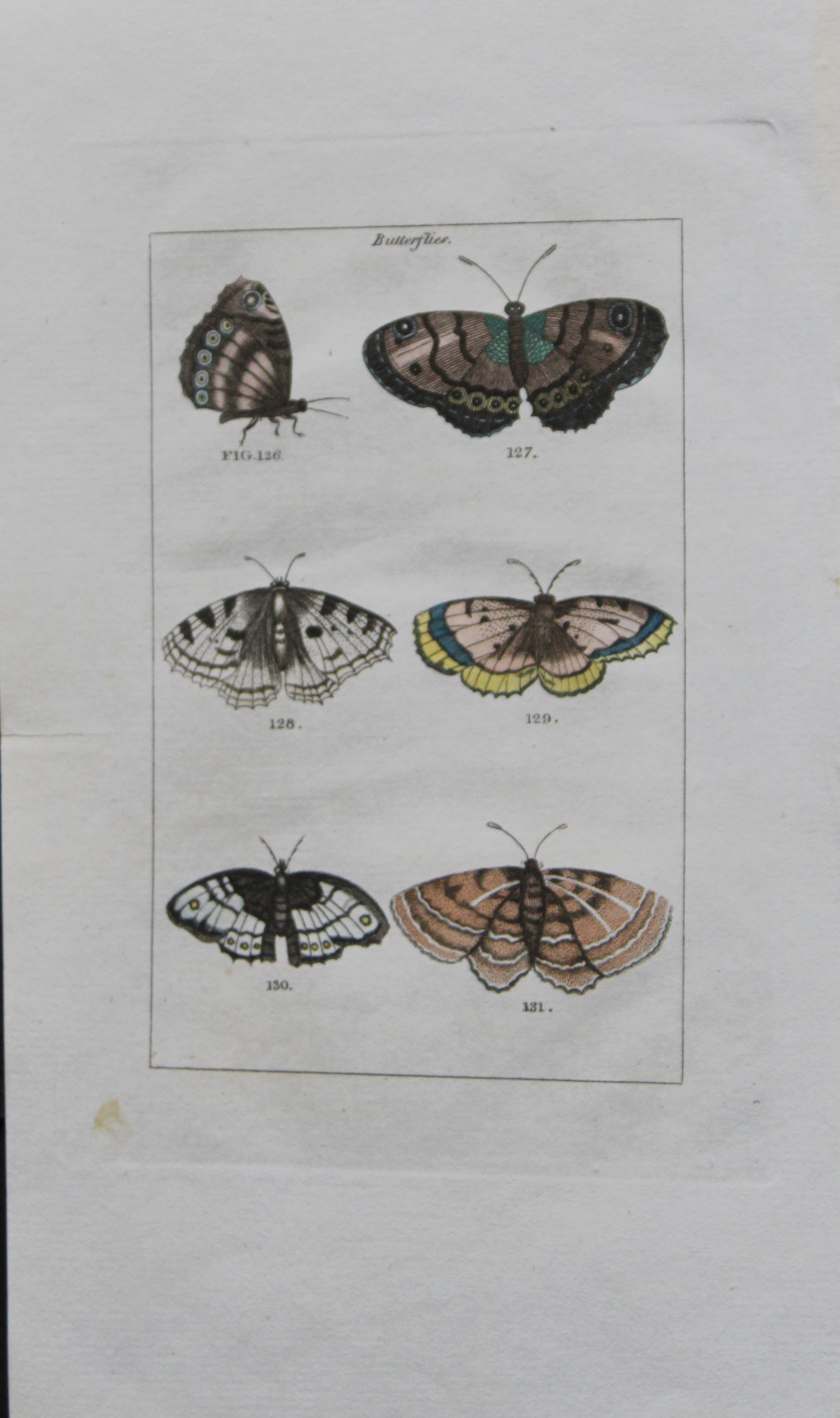 Buffon's Natural History - Hand coloured engraving of Butterflies 1808