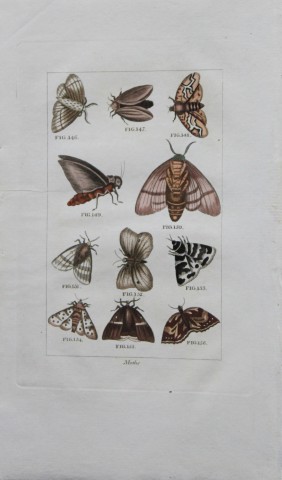 Buffon's Natural History - Hand coloured engraving of Moths 1808