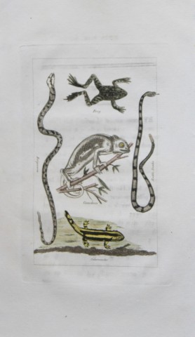 Buffon's Natural History - Hand coloured engraving of Reptiles 1808