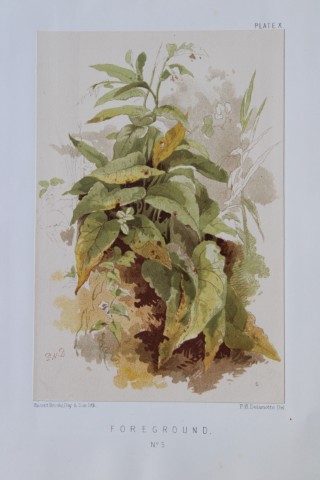 PH Delamotte - Chromolithograph of Foregrounds 1888