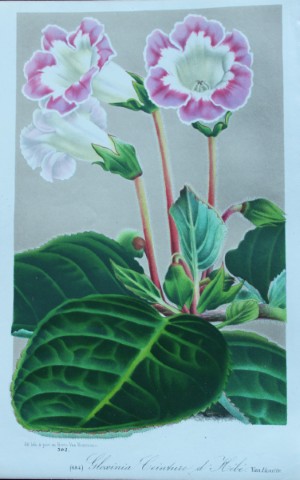 Lemaire & van Houtte - Original print from Flore des Serres 1867