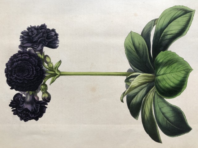Lemaire & van Houtte - Original print from Flore des Serres 1867