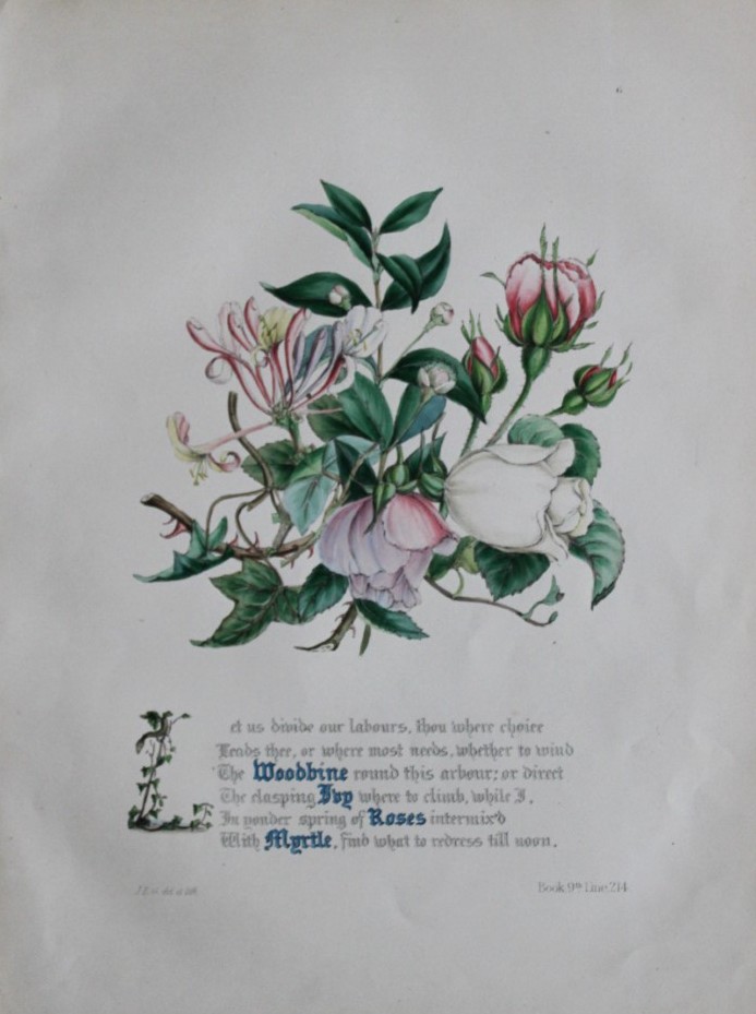 Jane E Giraud - Hand coloured print from Flowers of Milton 1846