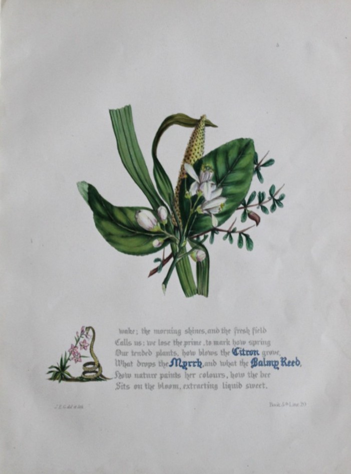Jane E Giraud - Hand coloured print from Flowers of Milton 1846