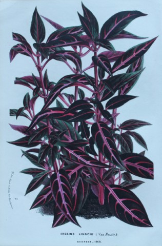 Jane E Giraud - Hand coloured print from Flowers of Milton 1846
