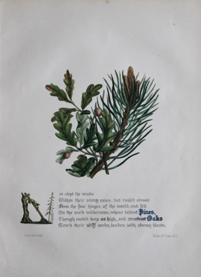 Jane E Giraud - Hand coloured print from Flowers of Milton 1846
