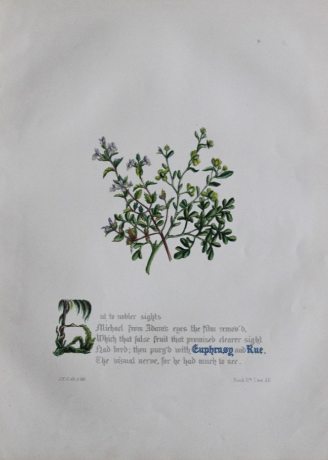 Jane E Giraud - Hand coloured print from Flowers of Milton 1846