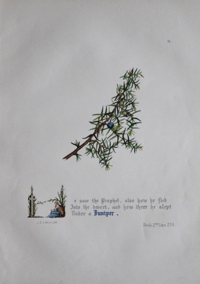 Jane E Giraud - Hand coloured print from Flowers of Milton 1846