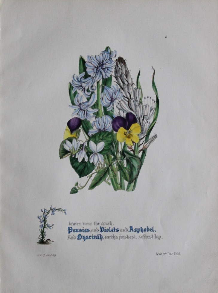 Jane E Giraud - Hand coloured print from Flowers of Milton 1846
