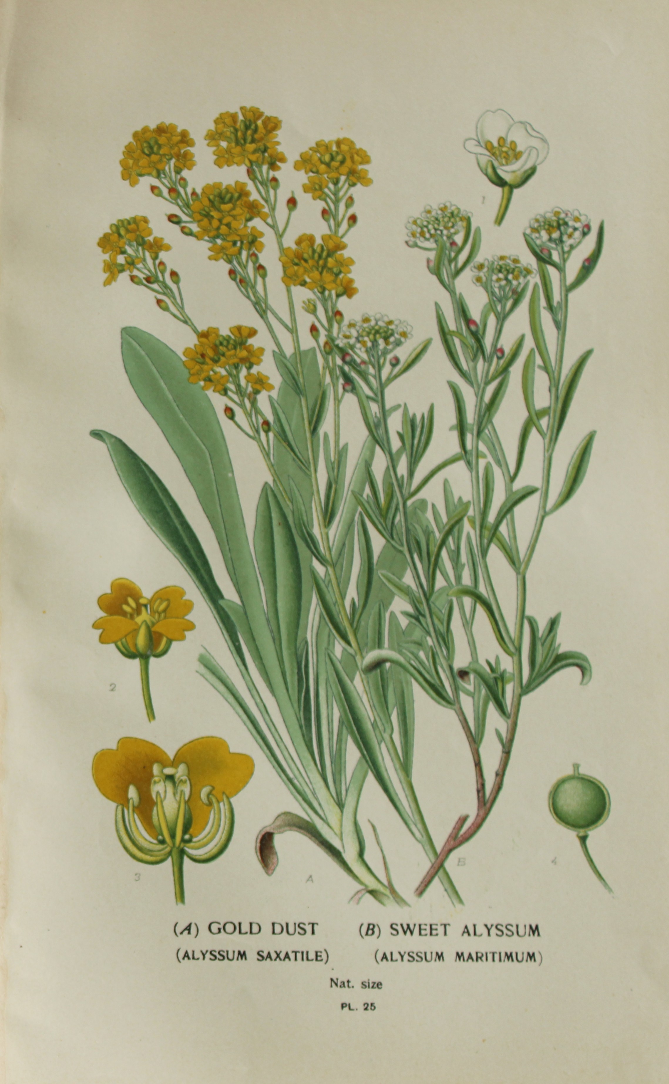 Edward Step - Chromolithograph of flowers 1896