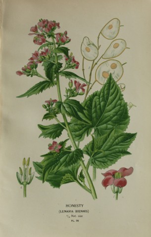 Edward Step - Chromolithograph of flowers 1896