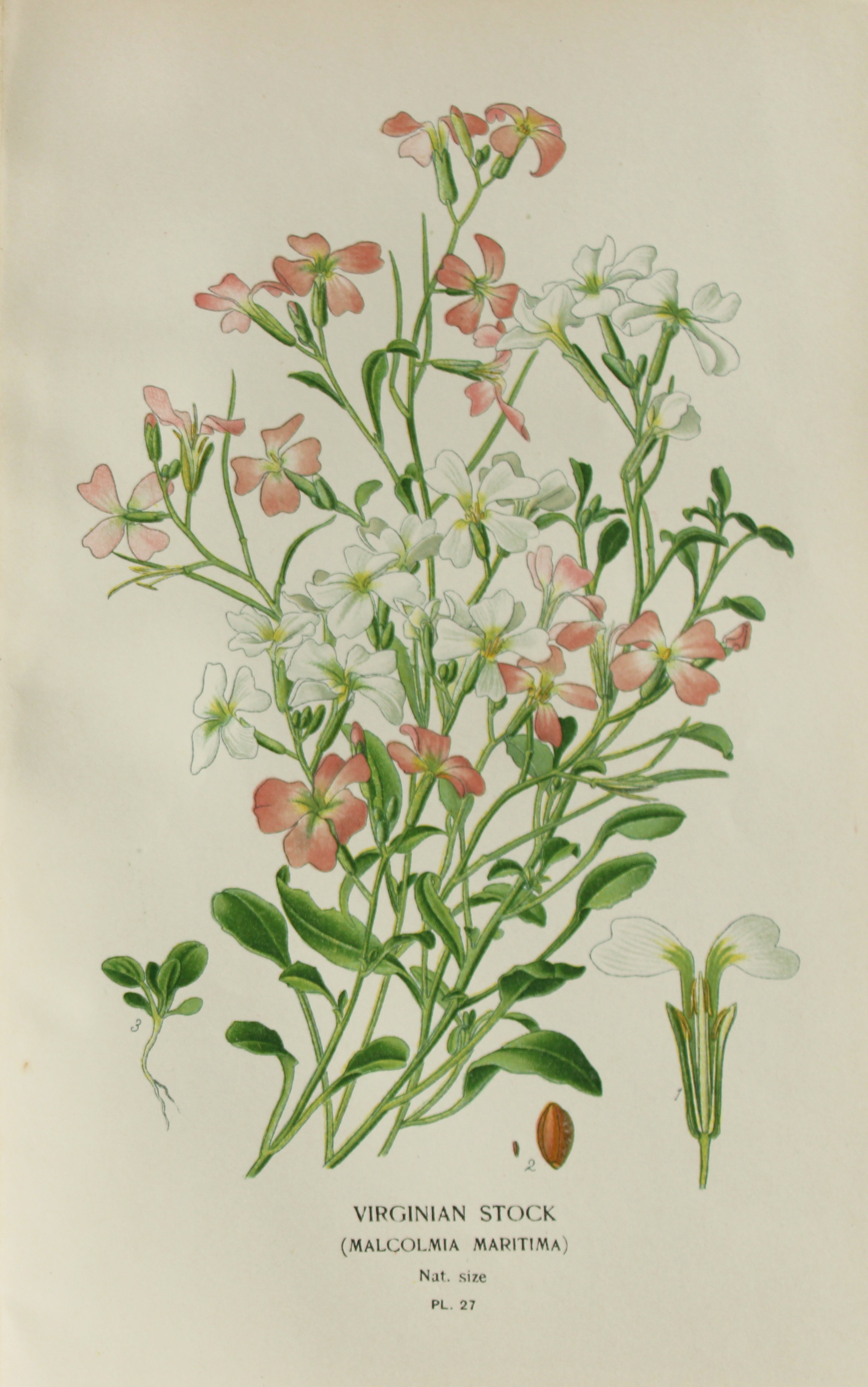 Edward Step - Chromolithograph of flowers 1896