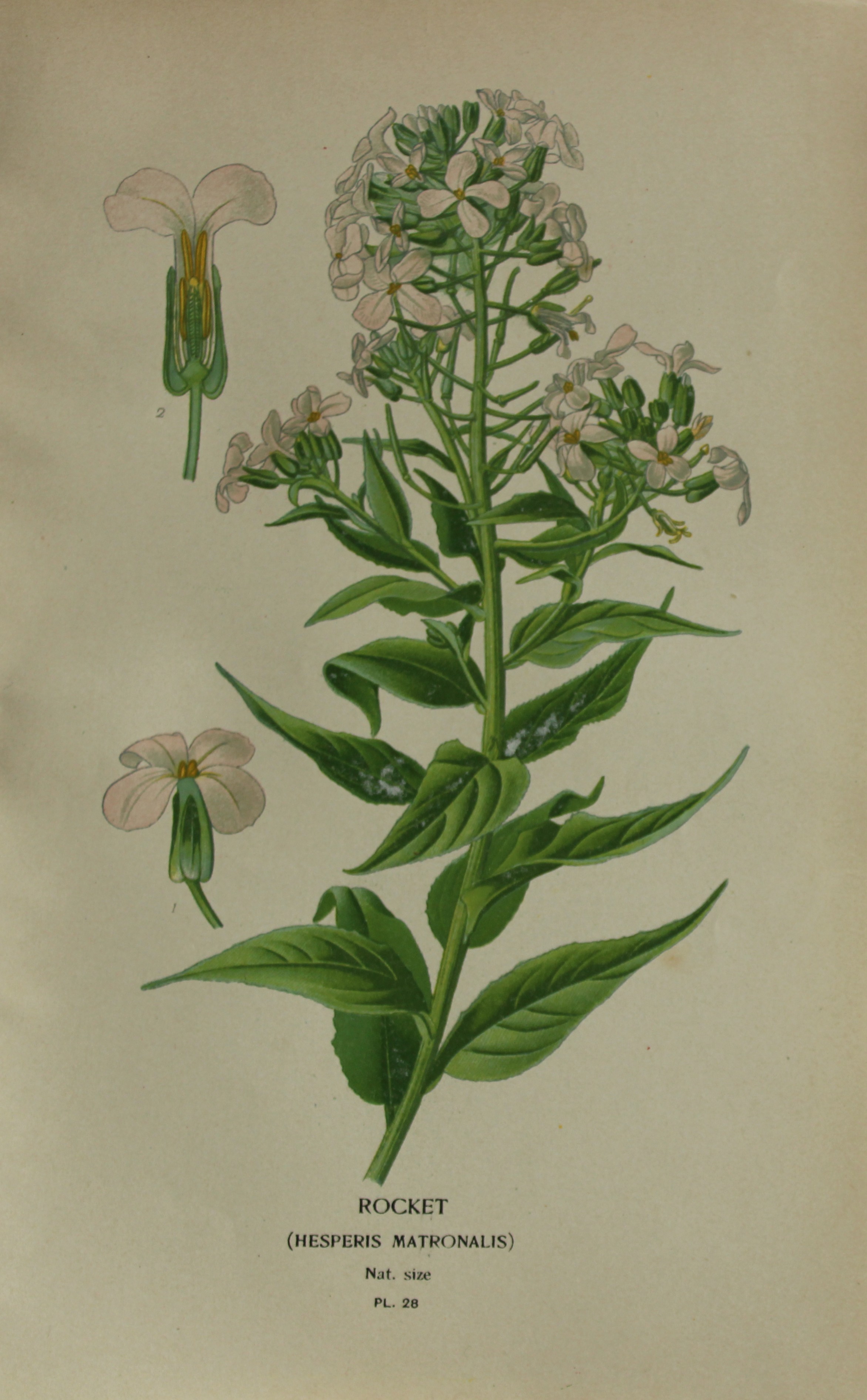 Edward Step - Chromolithograph of flowers 1896