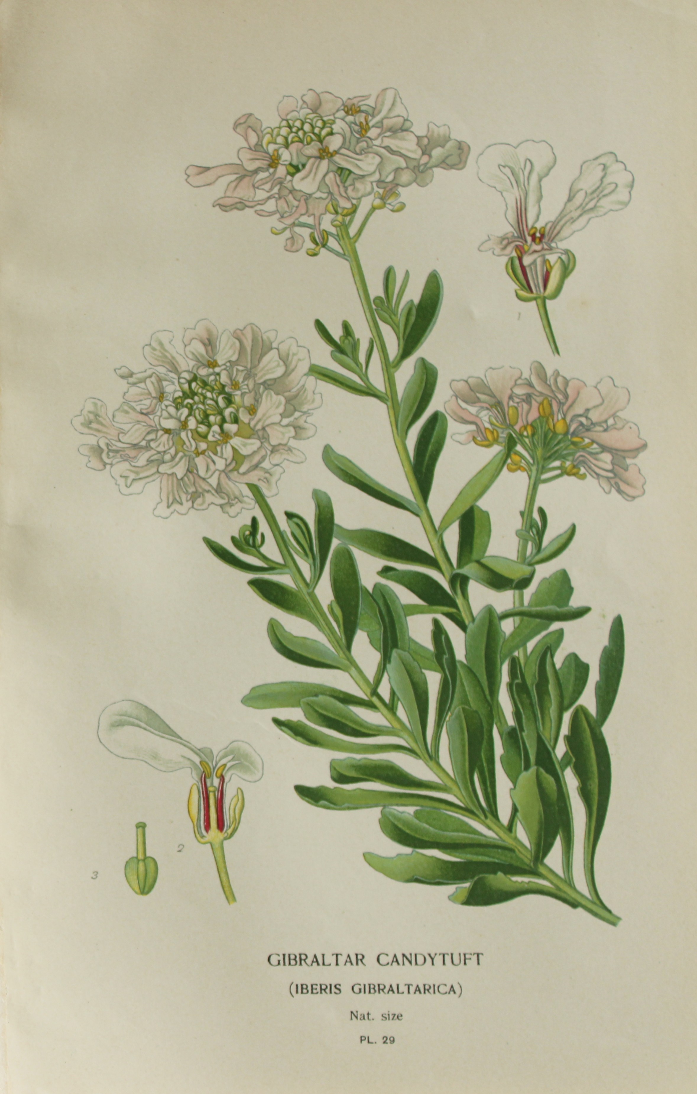 Edward Step - Chromolithograph of flowers 1896