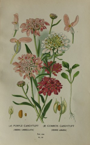Edward Step - Chromolithograph of flowers 1896