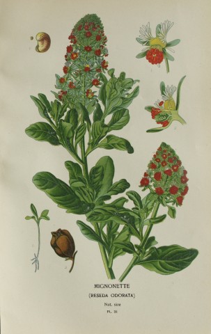 Edward Step - Chromolithograph of flowers 1896