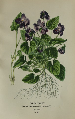 Edward Step - Chromolithograph of flowers 1896