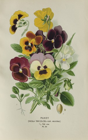 Edward Step - Chromolithograph of flowers 1896
