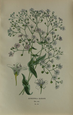 Edward Step - Chromolithograph of flowers 1896