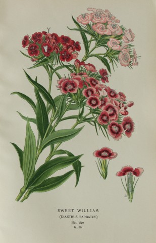 Edward Step - Chromolithograph of flowers 1896