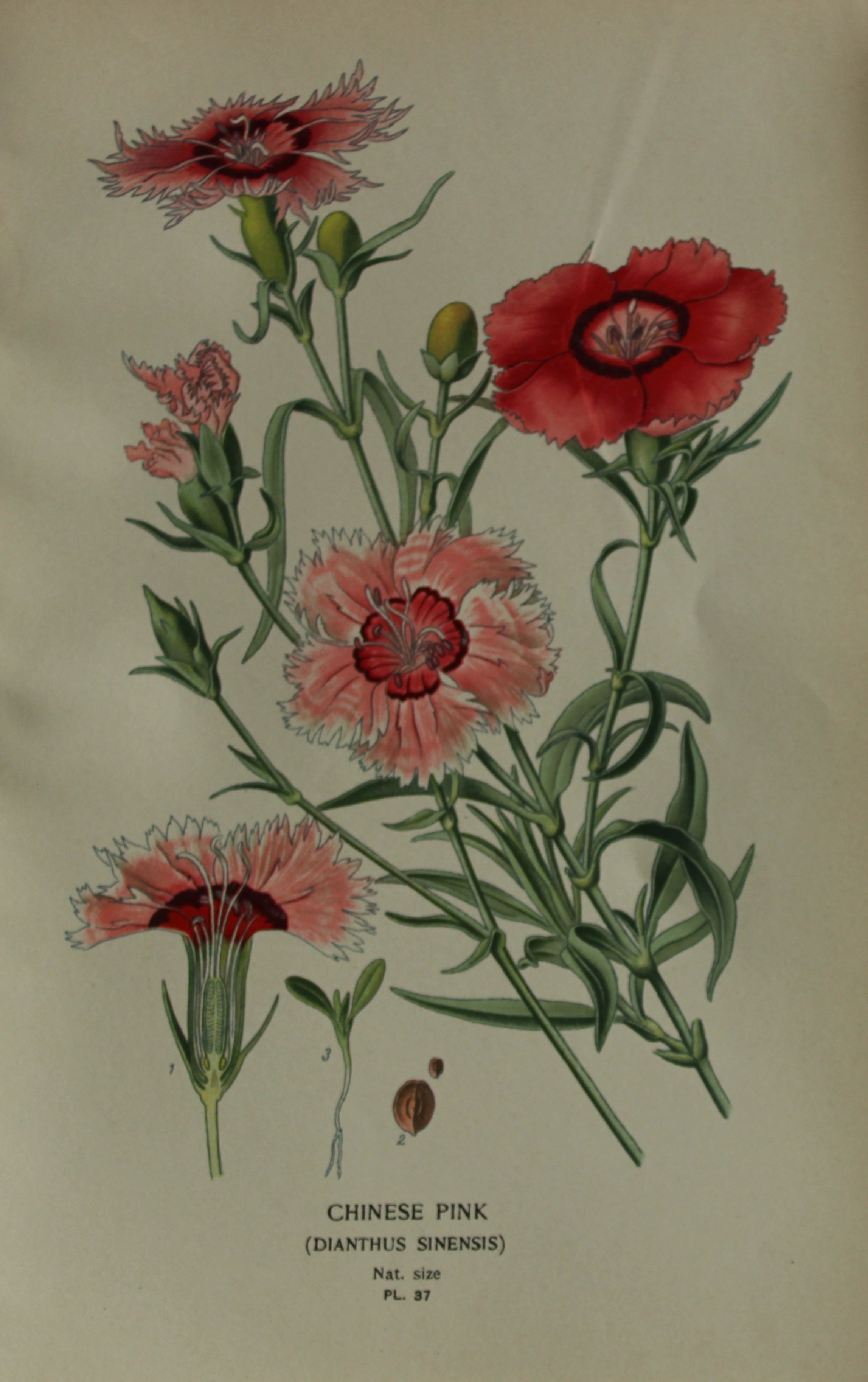 Edward Step - Chromolithograph of flowers 1896