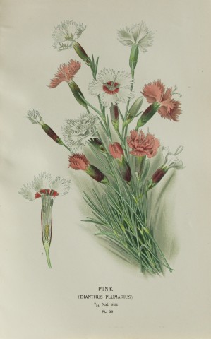 Edward Step - Chromolithograph of flowers 1896