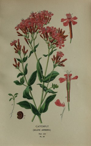 Edward Step - Chromolithograph of flowers 1896