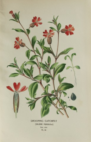 Edward Step - Chromolithograph of flowers 1896