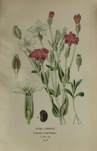 Edward Step - Chromolithograph of flowers 1896