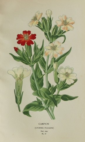 Edward Step - Chromolithograph of flowers 1896