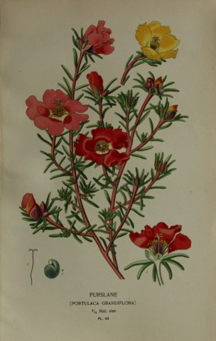 Edward Step - Chromolithograph of flowers 1896