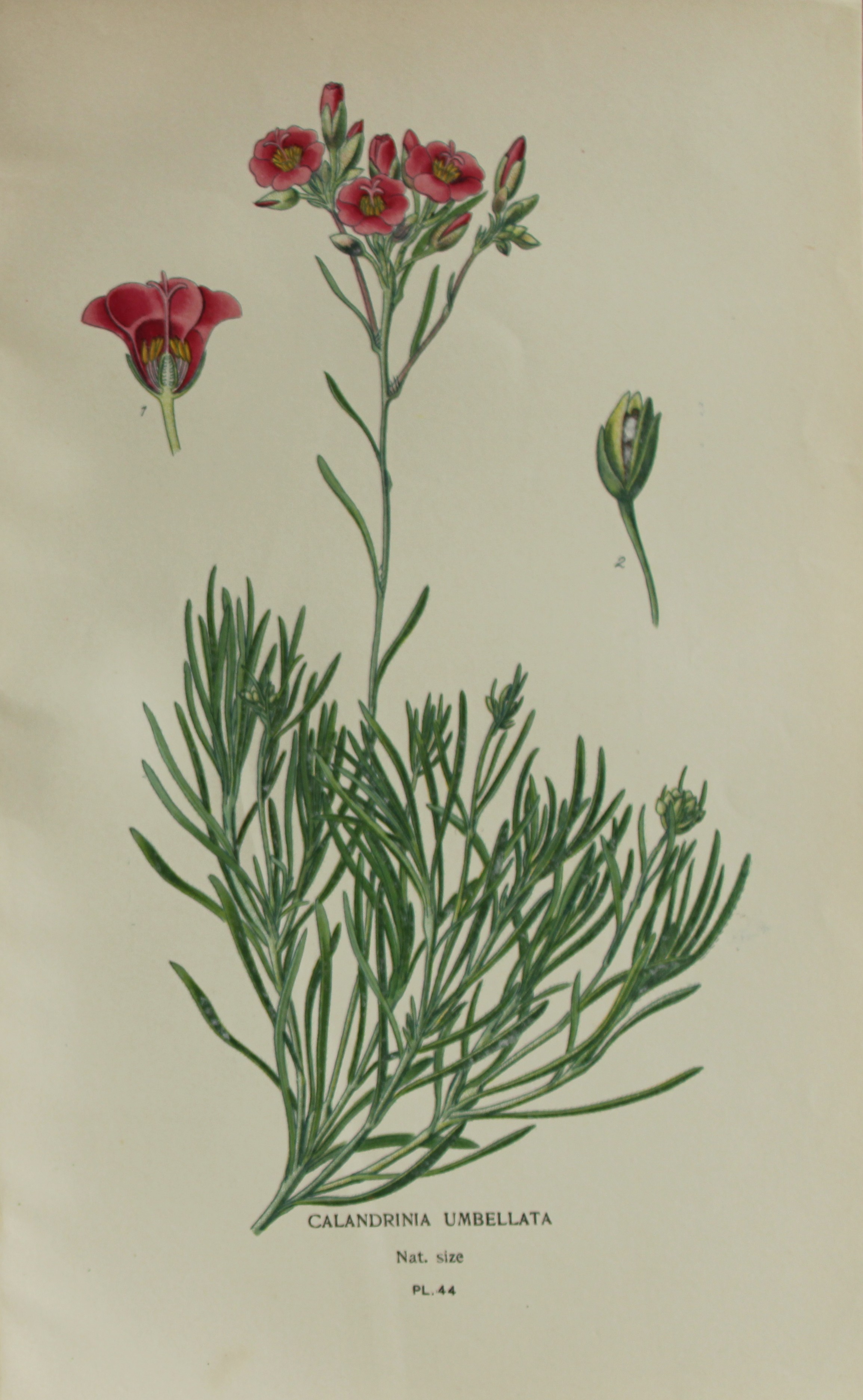 Edward Step - Chromolithograph of flowers 1896