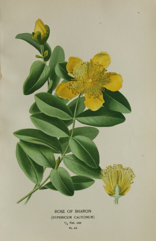 Edward Step - Chromolithograph of flowers 1896