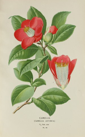 Edward Step - Chromolithograph of flowers 1896