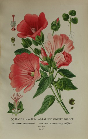 Edward Step - Chromolithograph of flowers 1896