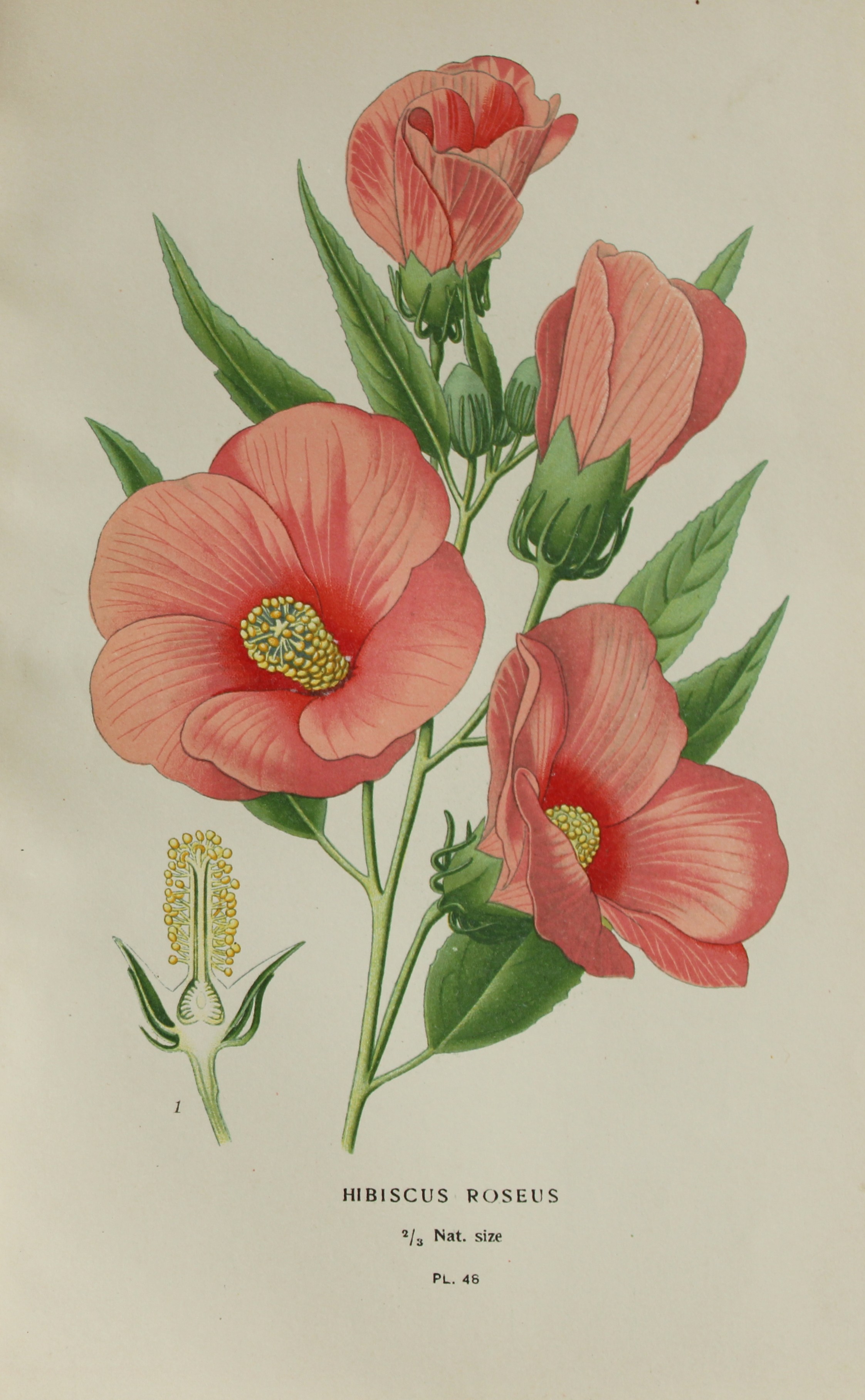 Edward Step - Chromolithograph of flowers 1896