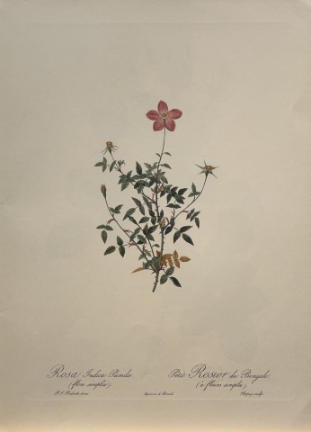 PJ Redoute -  Ariel Press 1956