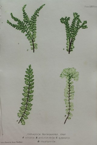 Thomas Moore - Nature-printed  fern by Thomas Moore 1863