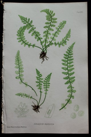 Thomas Moore - Nature-printed  fern by Thomas Moore 1863