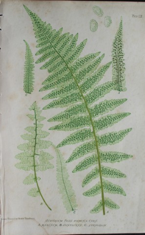 Thomas Moore - Nature-printed  fern by Thomas Moore 1863