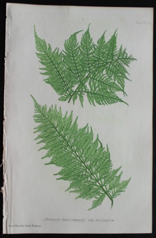 Thomas Moore - Nature-printed  fern by Thomas Moore 1863